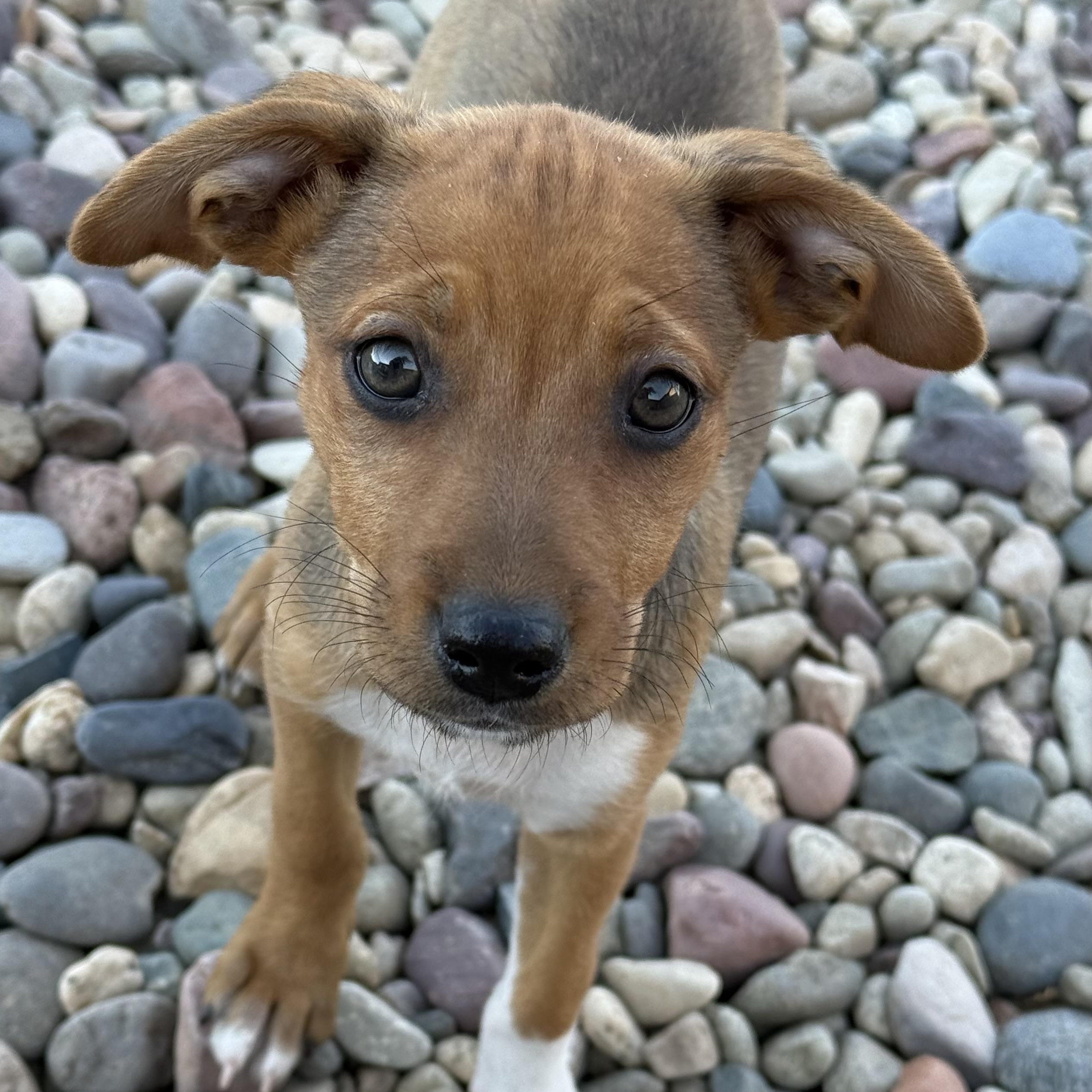 Enlarge Quinoa (Carb Litter), a Adoptable mixed breed in San Diego, CA image 2/5
