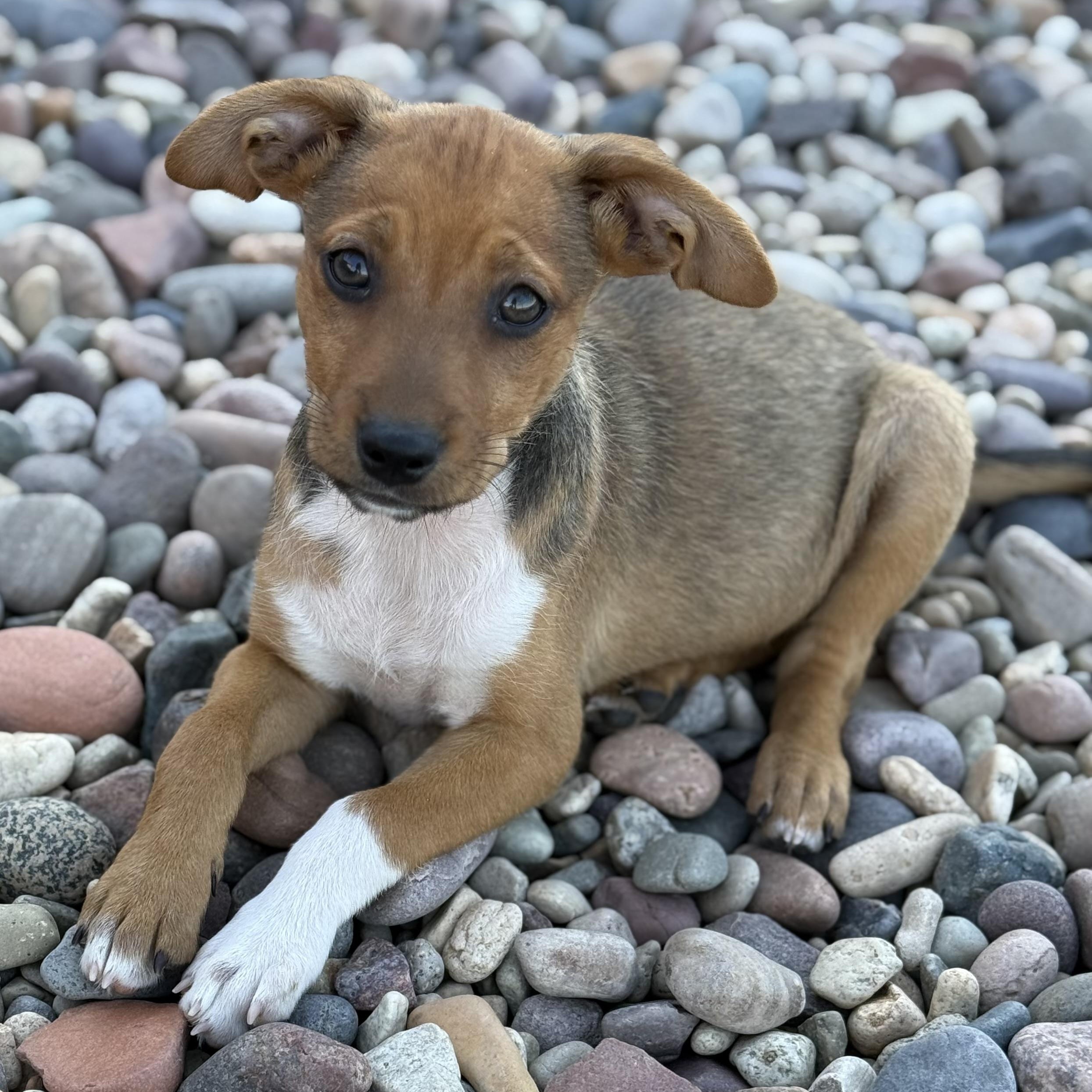 Quinoa (Carb Litter), Adoptable, Puppy Female Labrador Retriever.