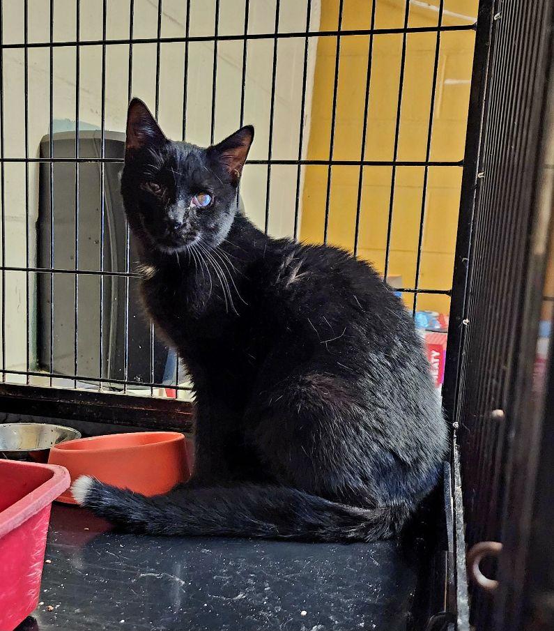 Enlarge Sam, a ADOPTABLE Domestic Short Hair in Perth Amboy, NJ image 1/1