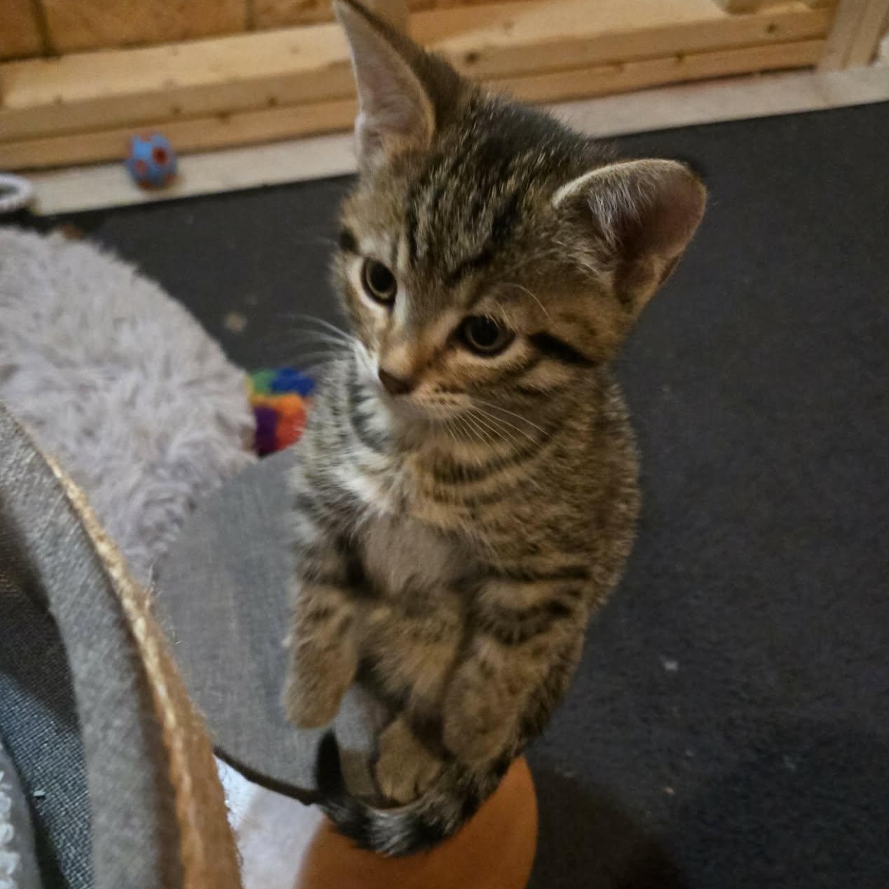 Enlarge Sidney - A Confident Sweet Girl!, a Adoptable Tabby in Hamilton, ON image 5/5