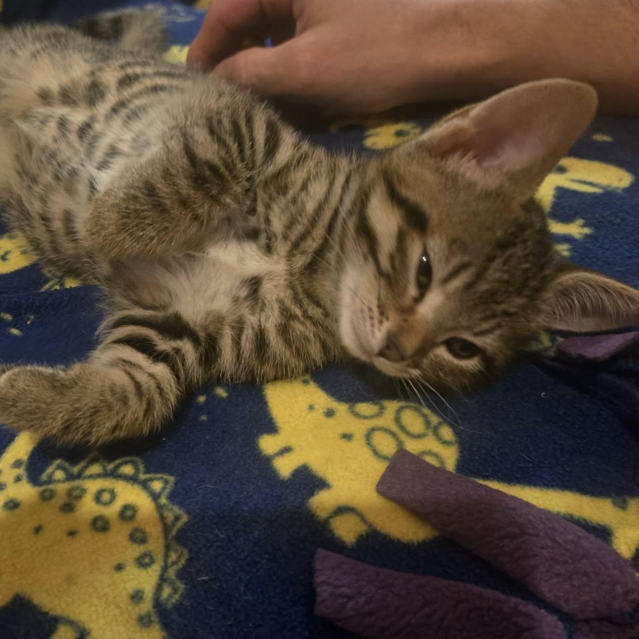 Enlarge Sidney - A Confident Sweet Girl!, a Adoptable Tabby in Hamilton, ON image 3/5