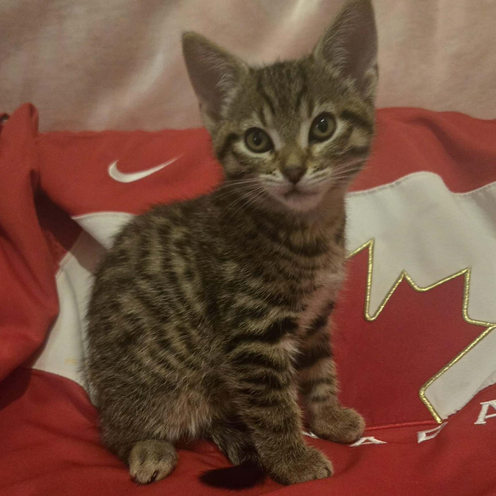 Enlarge Sidney - A Confident Sweet Girl!, a Adoptable Tabby in Hamilton, ON image 2/5