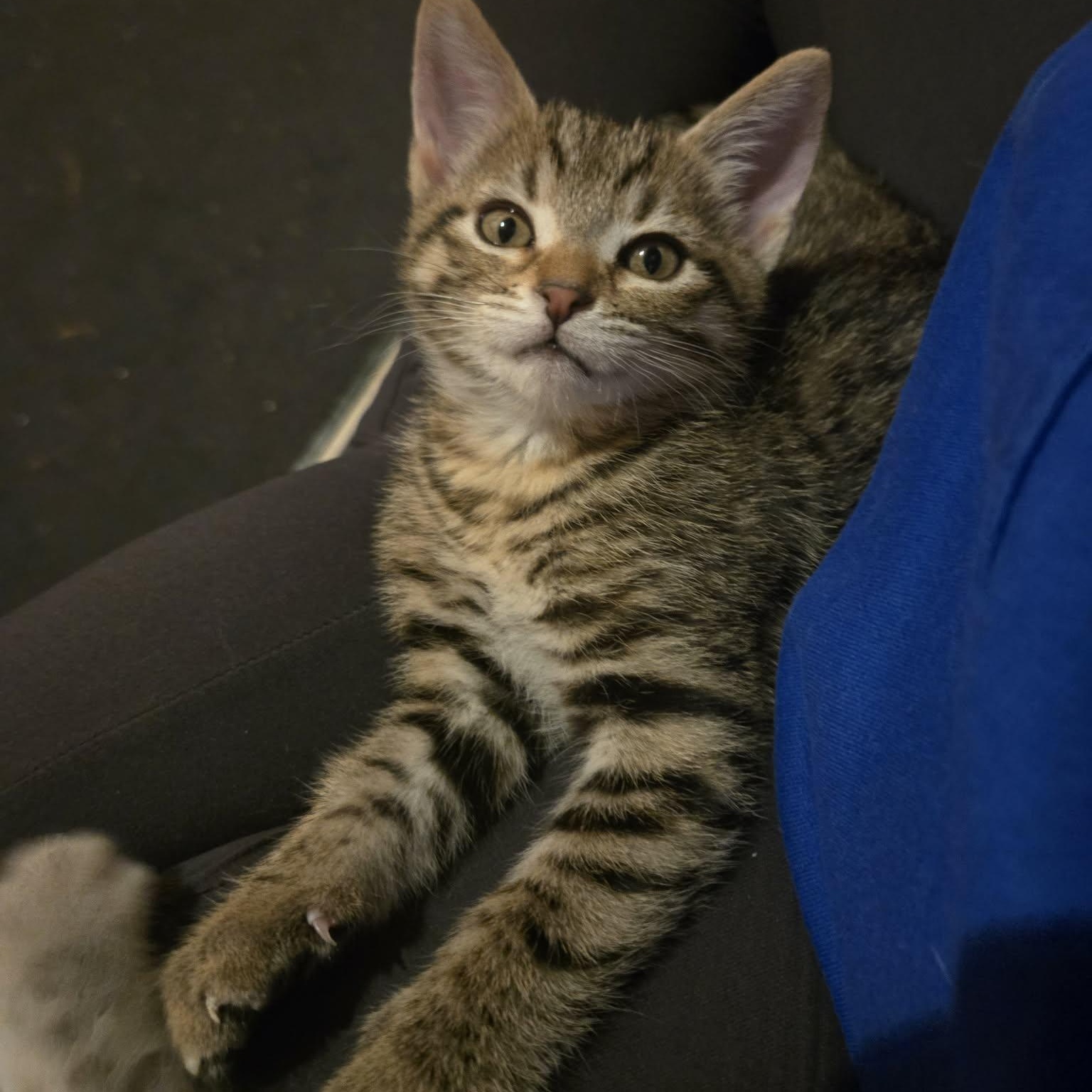 Enlarge Sidney - A Confident Sweet Girl!, a Adoptable Tabby in Hamilton, ON image 1/5