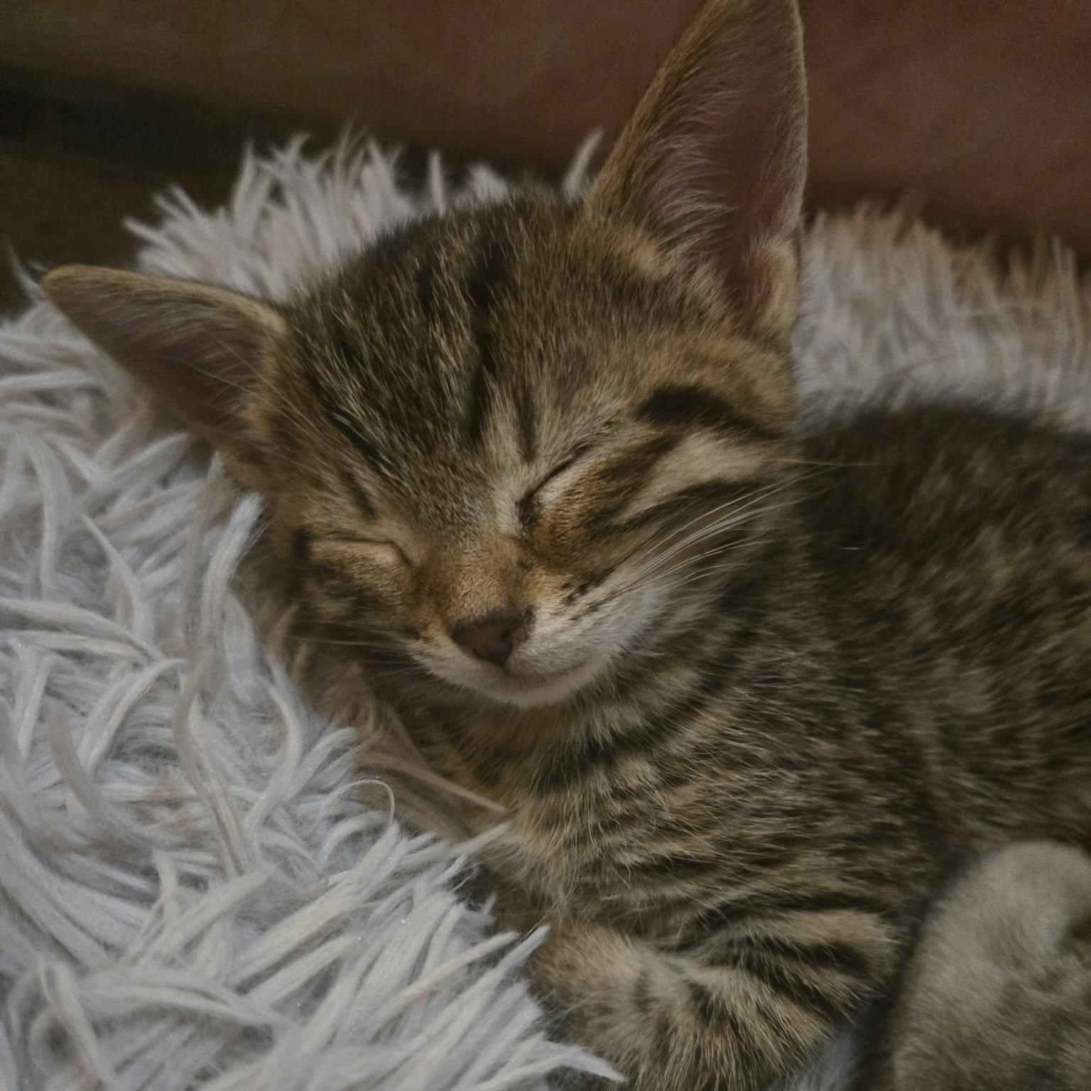 Enlarge Sidney - A Confident Sweet Girl!, a Adoptable Tabby in Hamilton, ON image 4/5