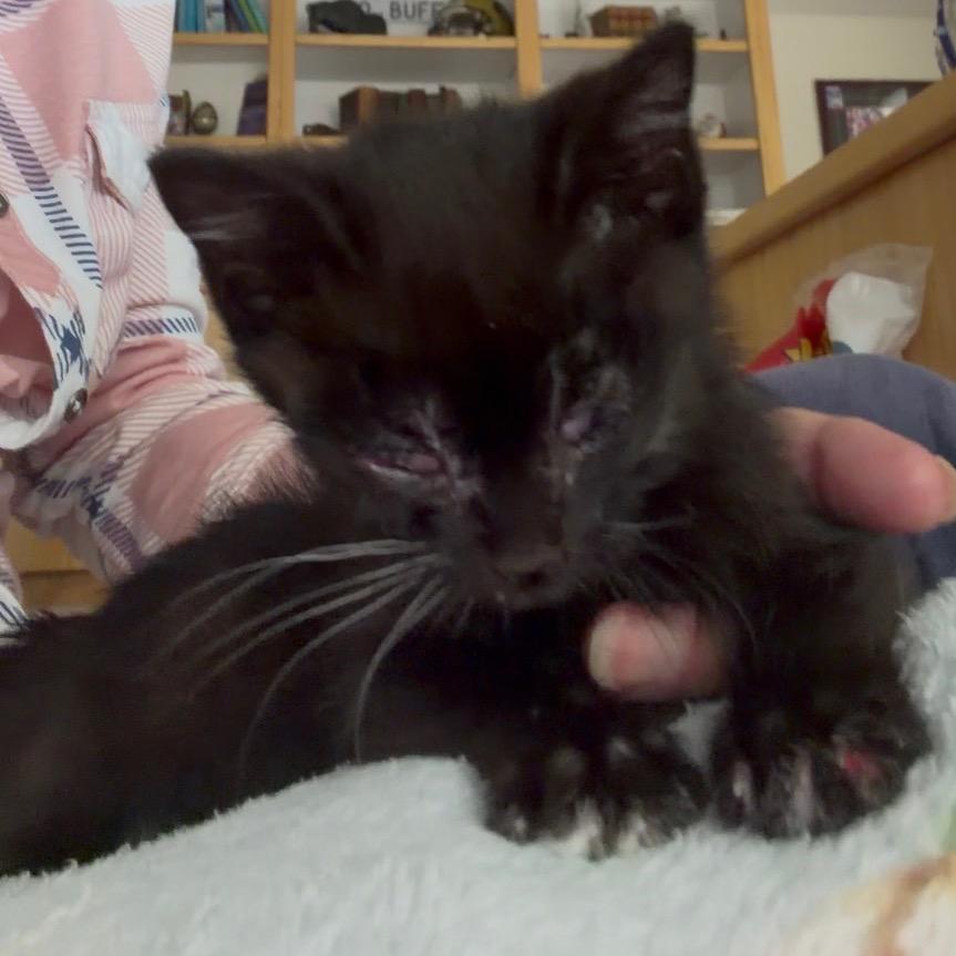 Enlarge Midna, a Adoptable Domestic Short Hair in Cedaredge, CO image 1/6