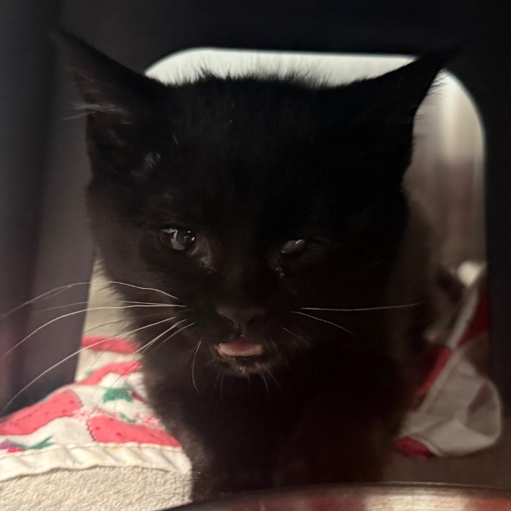 Enlarge Midna, a Adoptable Domestic Short Hair in Cedaredge, CO image 2/6