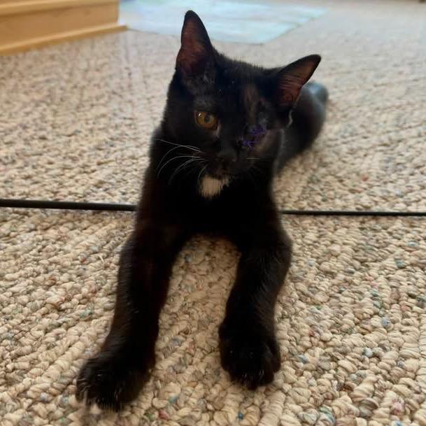Enlarge Midna, a Adoptable Domestic Short Hair in Cedaredge, CO image 4/6