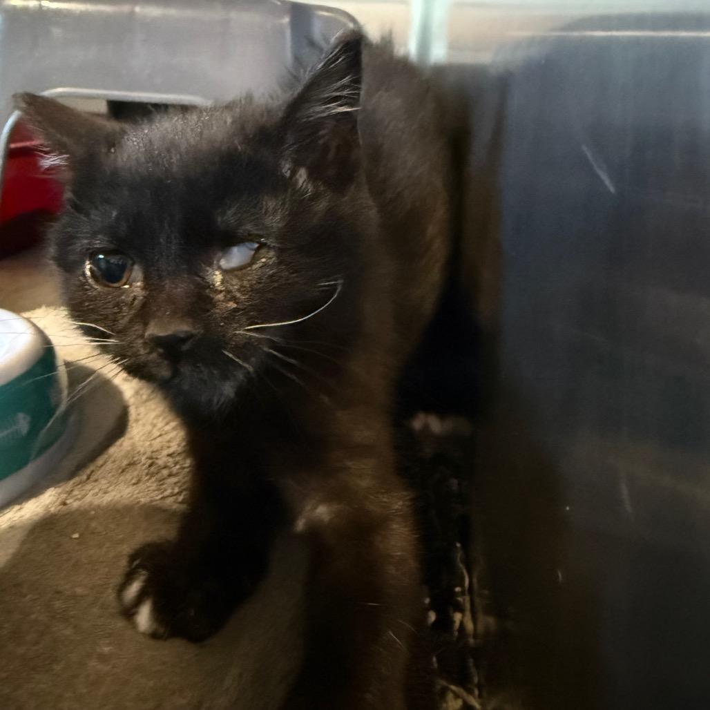 Enlarge Midna, a Adoptable Domestic Short Hair in Cedaredge, CO image 5/6