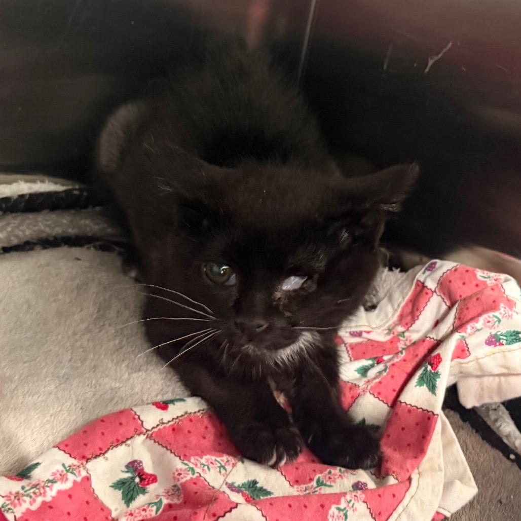 Enlarge Midna, a Adoptable Domestic Short Hair in Cedaredge, CO image 6/6