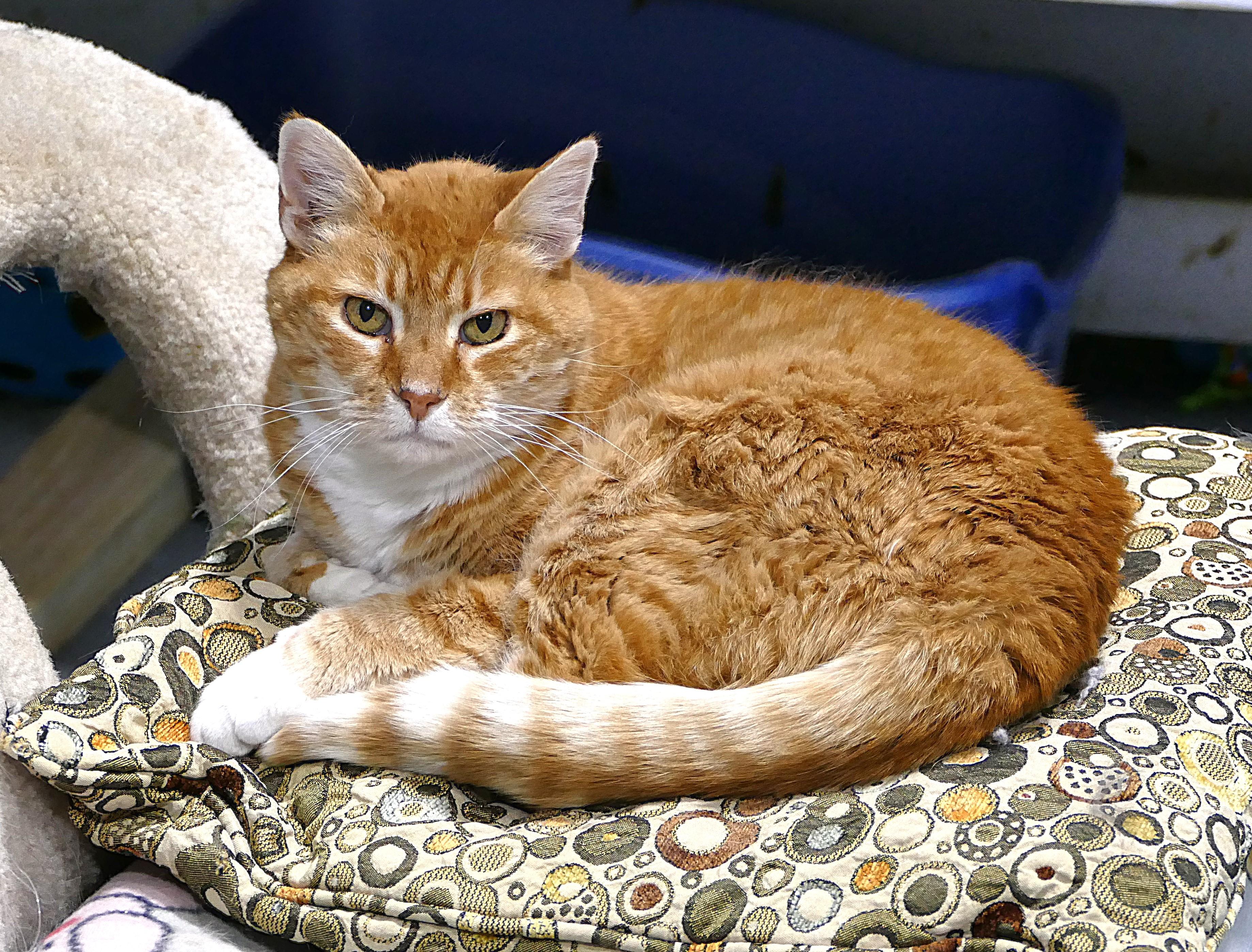 KIT KAT, Adoptable, Adult Female Domestic Short Hair.