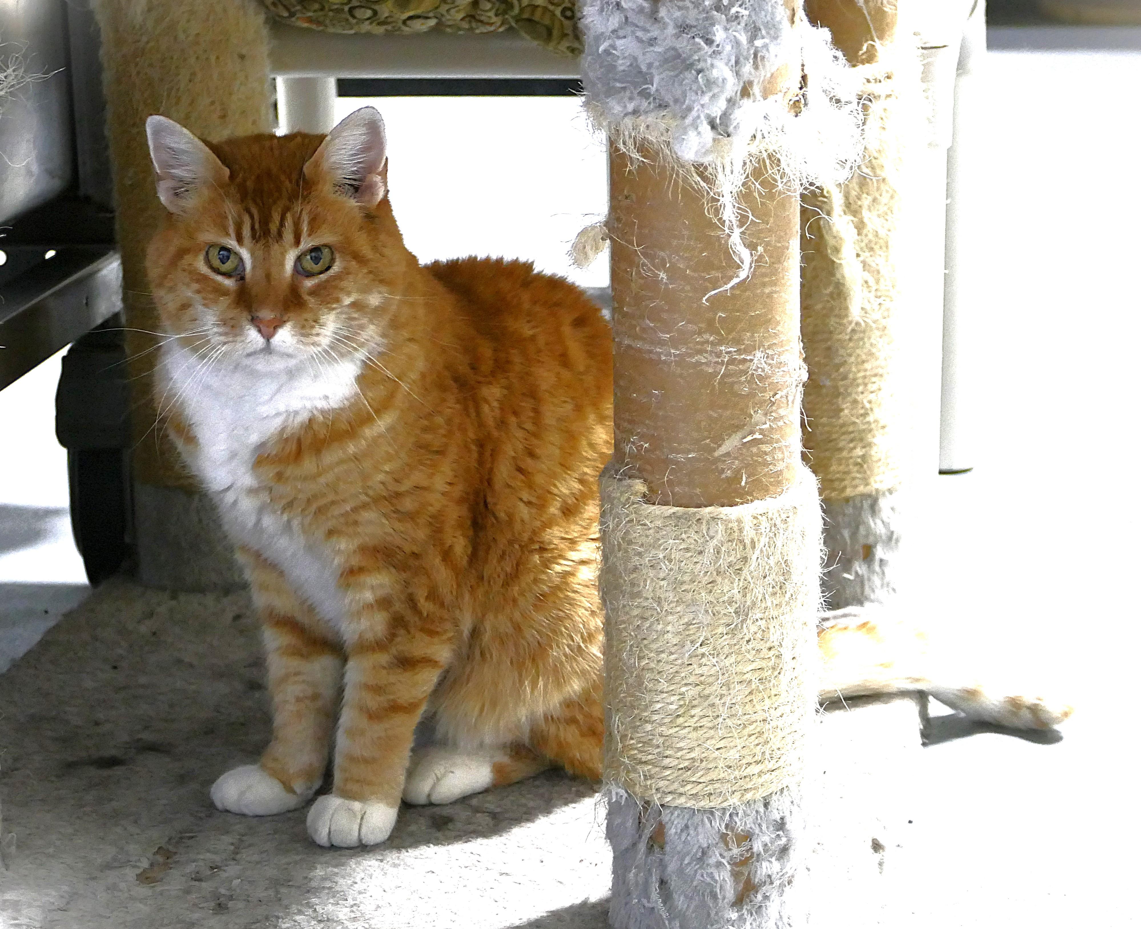 KIT KAT, a Adoptable mixed breed in Beechbottom, WV image 3/3