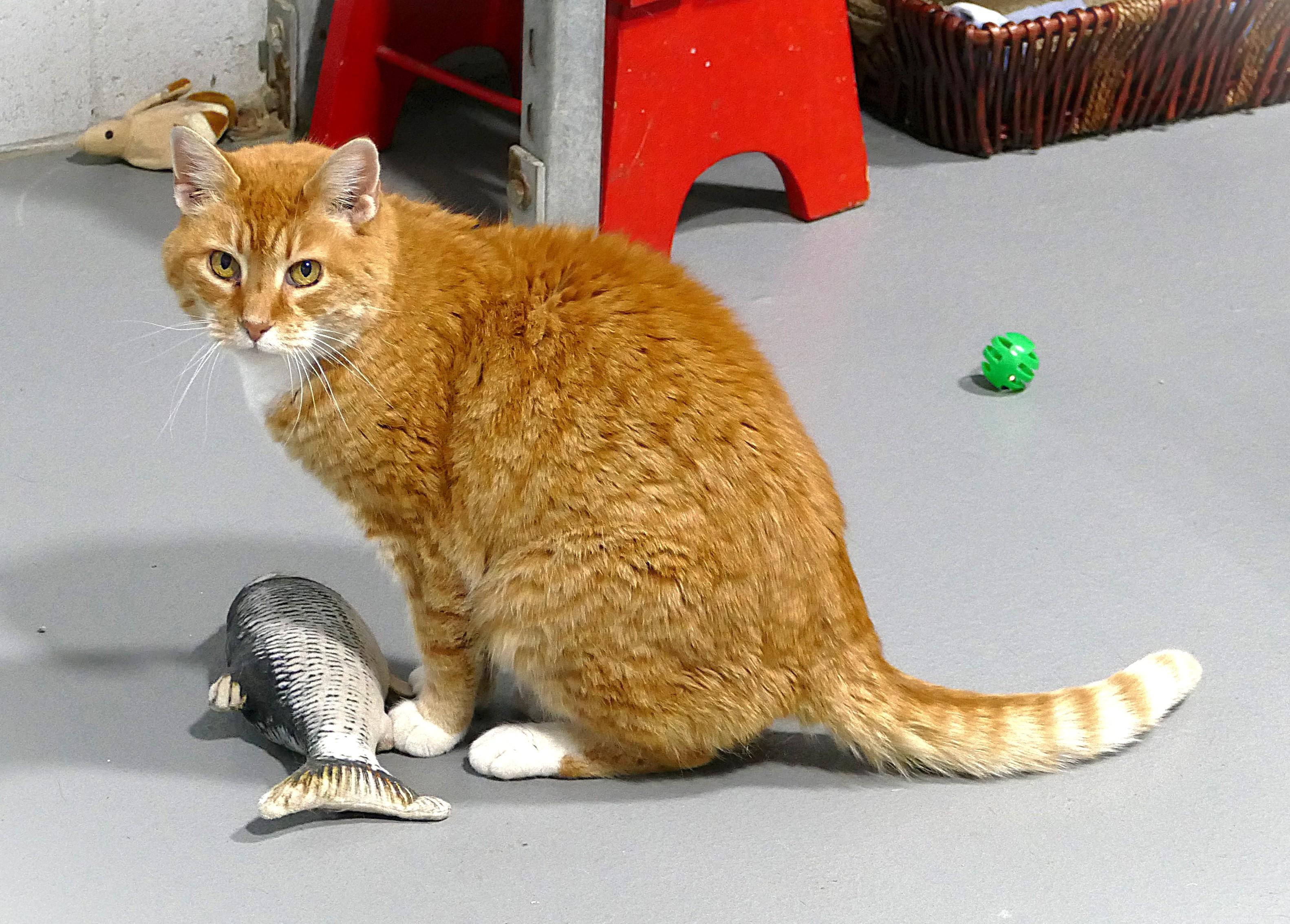 KIT KAT, a Adoptable mixed breed in Beechbottom, WV image 2/3