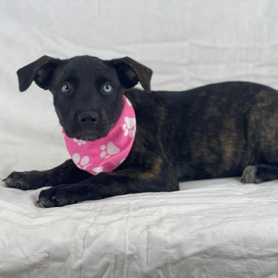 Enlarge Guinevere - Local Sept 11-13, a Adopted mixed breed in Johnston, RI image 1/1