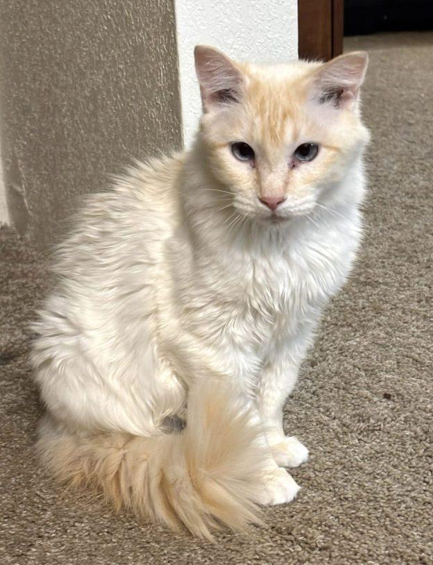 Enlarge Billowing Snow, a ADOPTABLE Siamese in Anchorage, AK image 1/1
