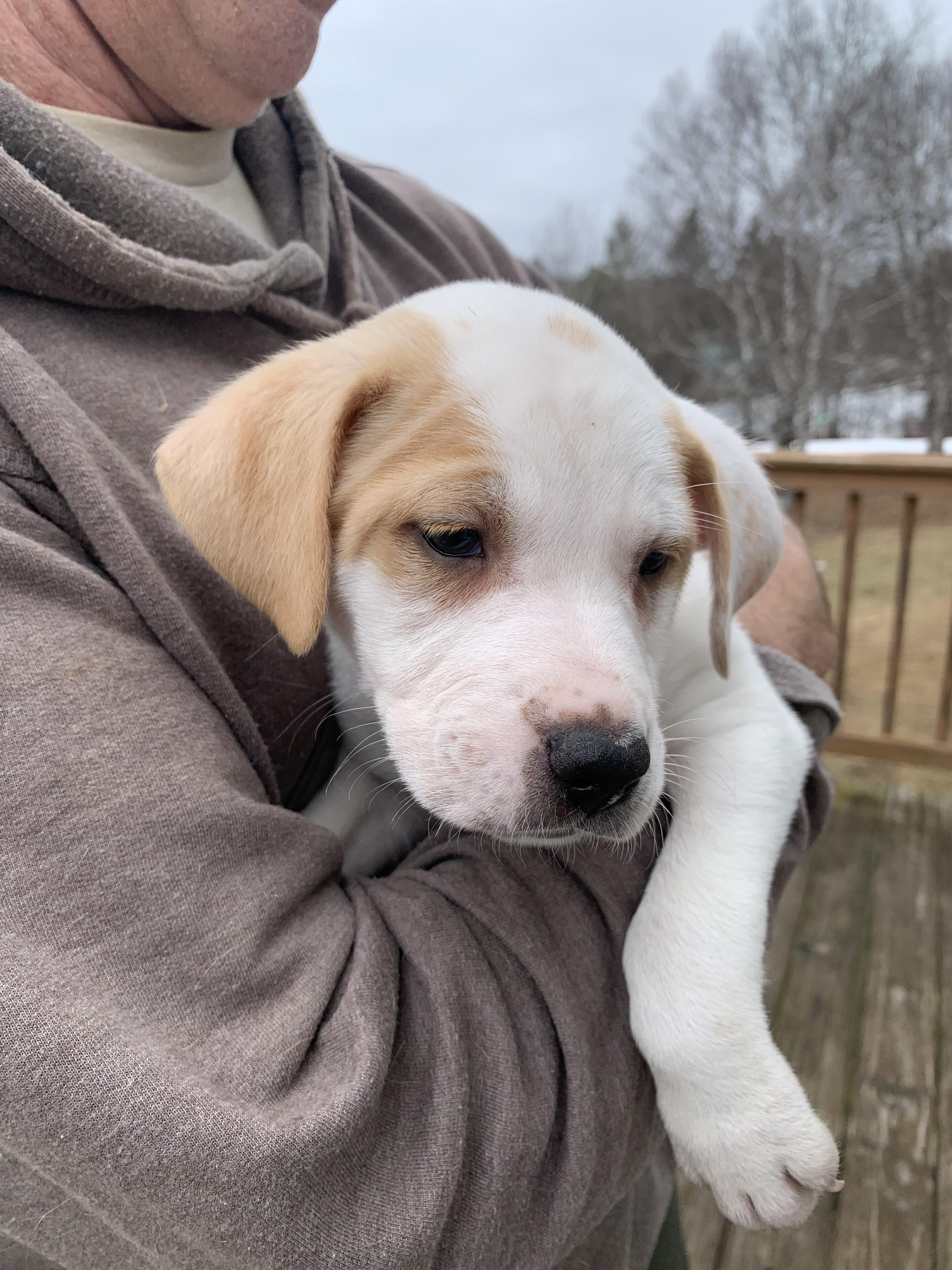 Enlarge Finley, a ADOPTABLE Mixed Breed in Danville, VT image 2/3