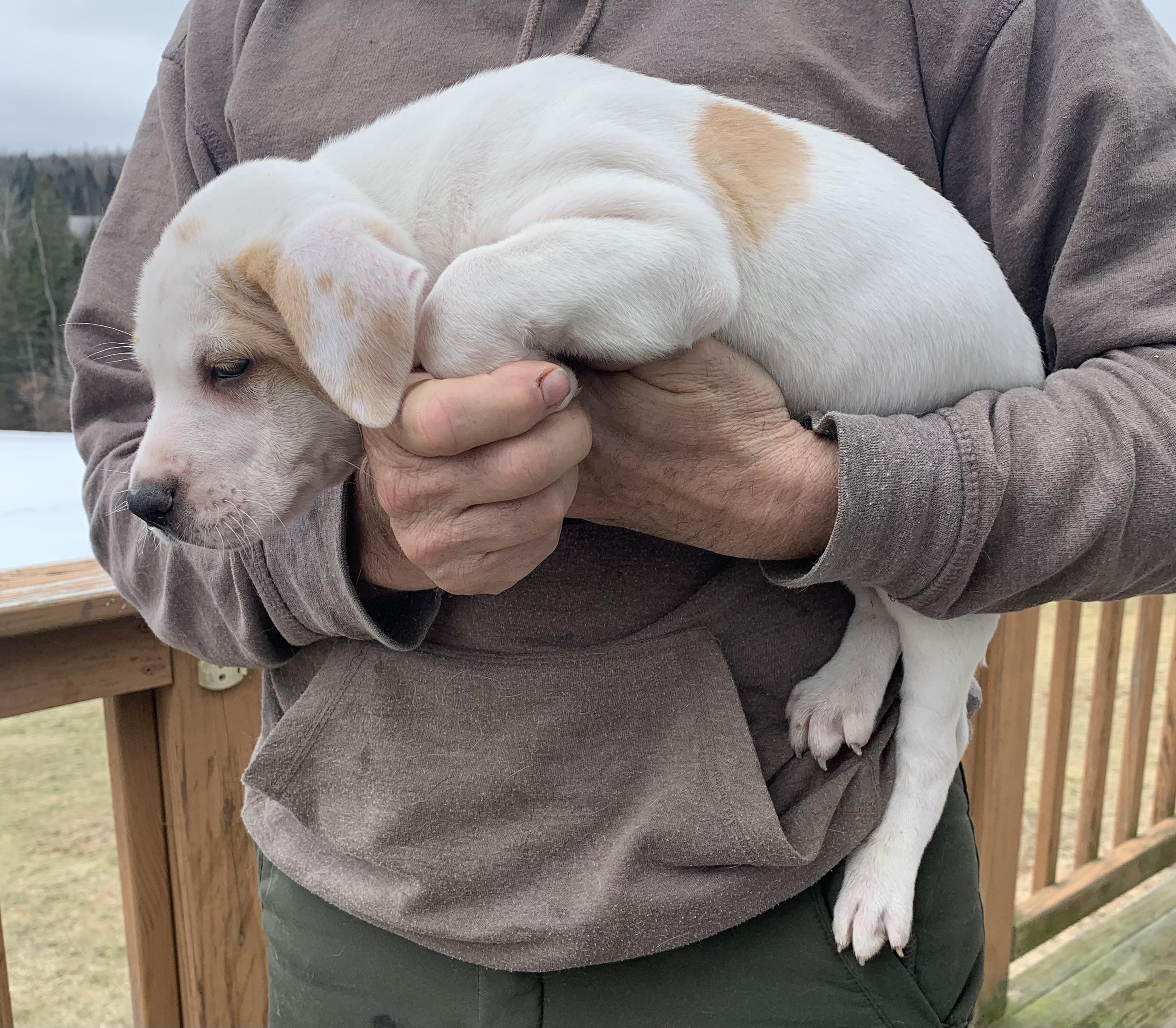 Enlarge Finley, a ADOPTABLE Mixed Breed in Danville, VT image 3/3