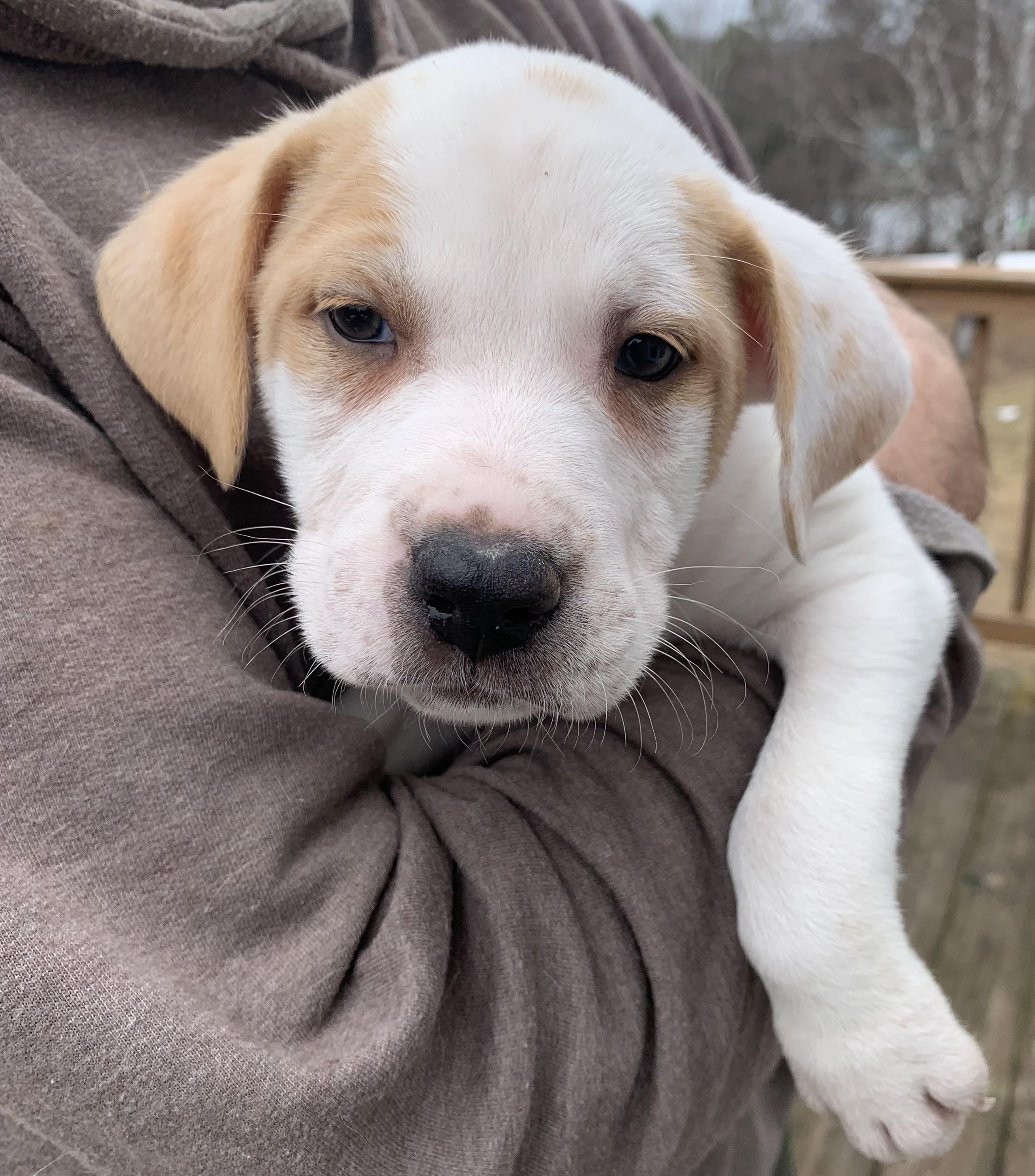 Enlarge Finley, a ADOPTABLE Mixed Breed in Danville, VT image 1/3