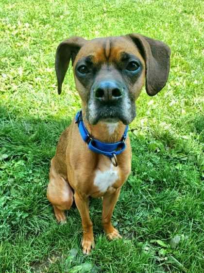 Enlarge Remmy, a Adopted mixed breed in Williamsport, PA image 1/3