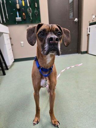 Enlarge Remmy, a Adopted mixed breed in Williamsport, PA image 2/3