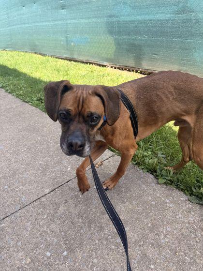 Enlarge Remmy, a Adopted mixed breed in Williamsport, PA image 3/3
