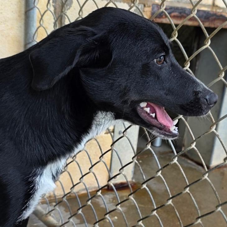 Kelli, a Adoptable mixed breed in Tyler, TX image 1/2
