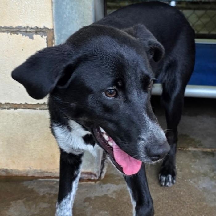 Kelli, a Adoptable mixed breed in Tyler, TX image 2/2