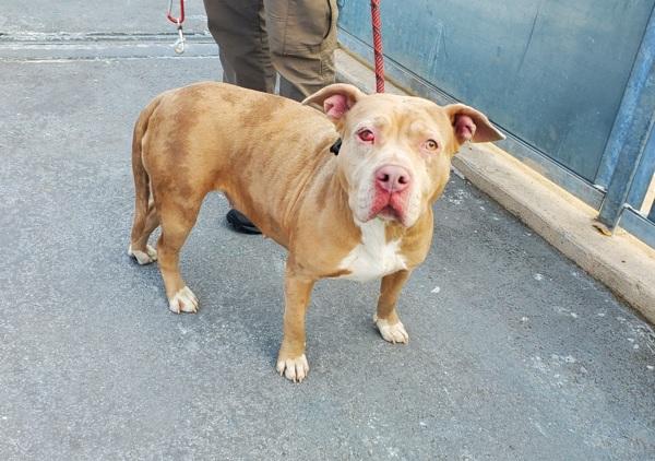 Enlarge Lentil, a Adoptable mixed breed in Staten Island, NY image 2/2