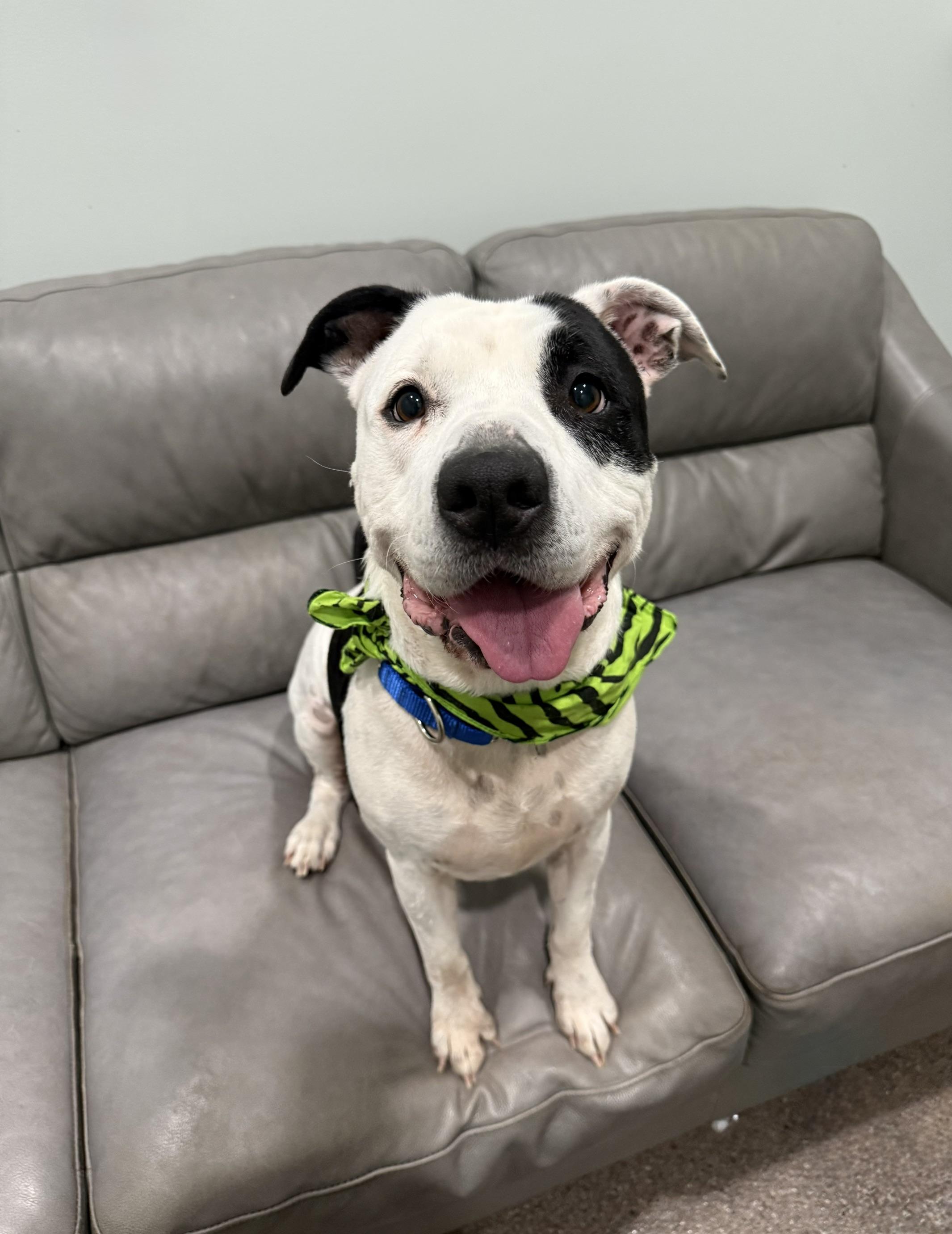 Enlarge Major, a Adoptable mixed breed in Sault Sainte Marie, MI image 1/2