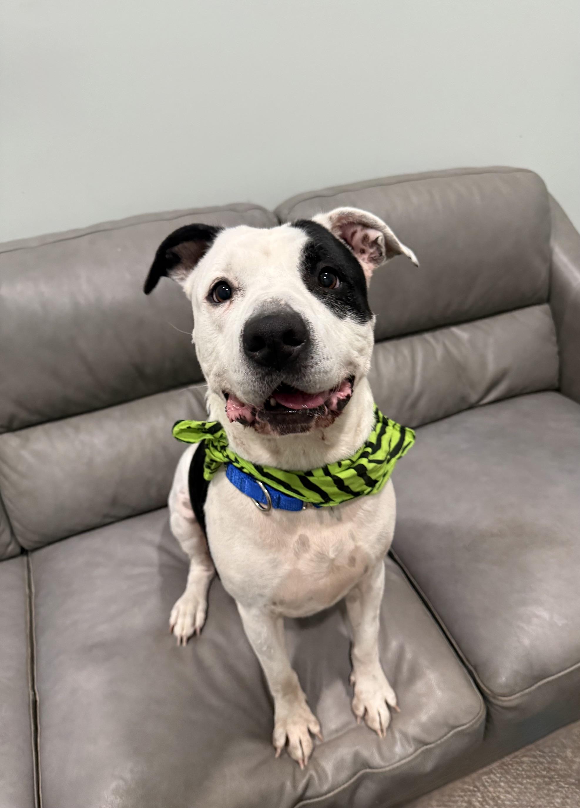 Enlarge Major, a Adoptable mixed breed in Sault Sainte Marie, MI image 2/2