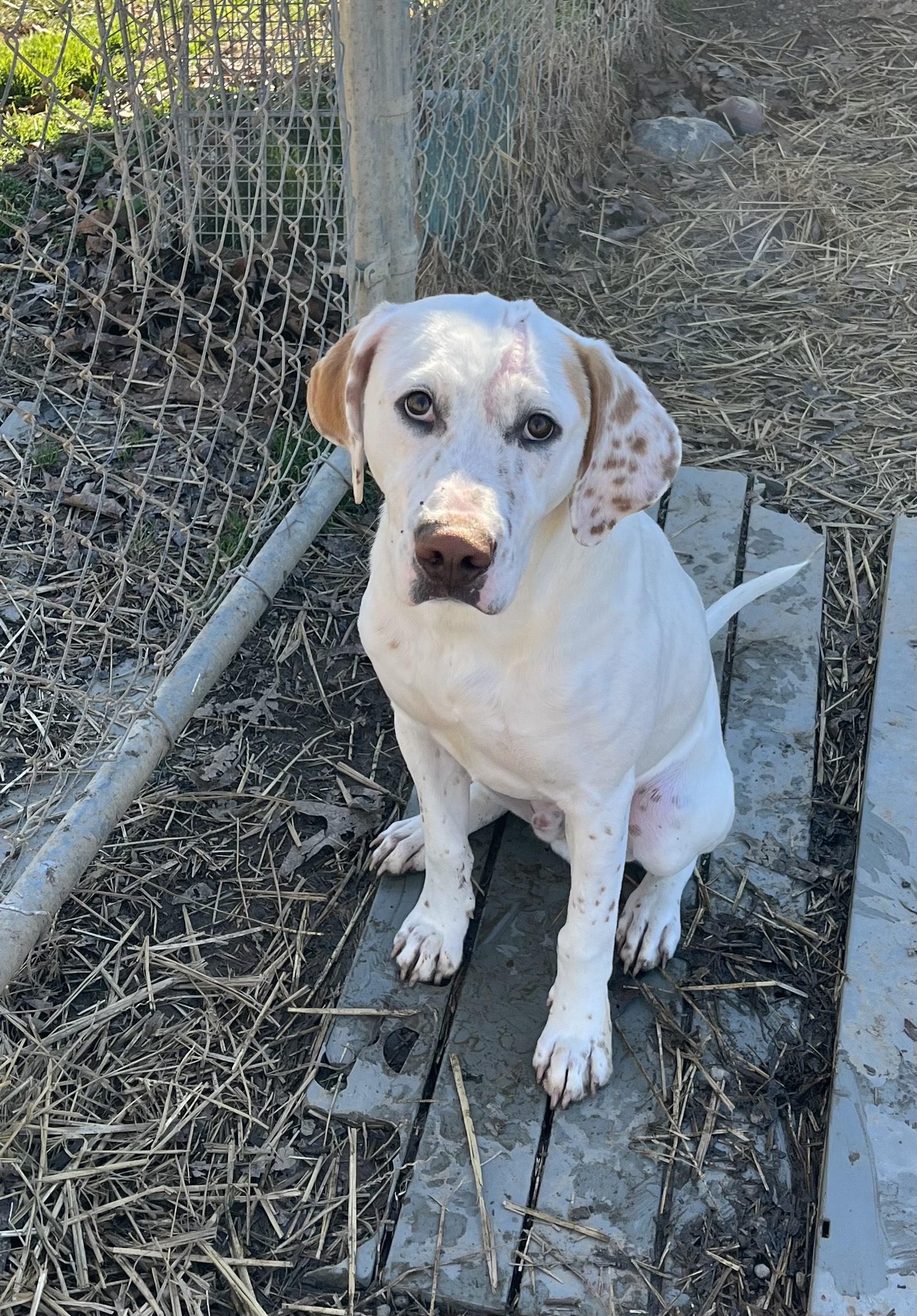 Jellybean, an adopted mixed breed in Blackstone, VA image 2/3