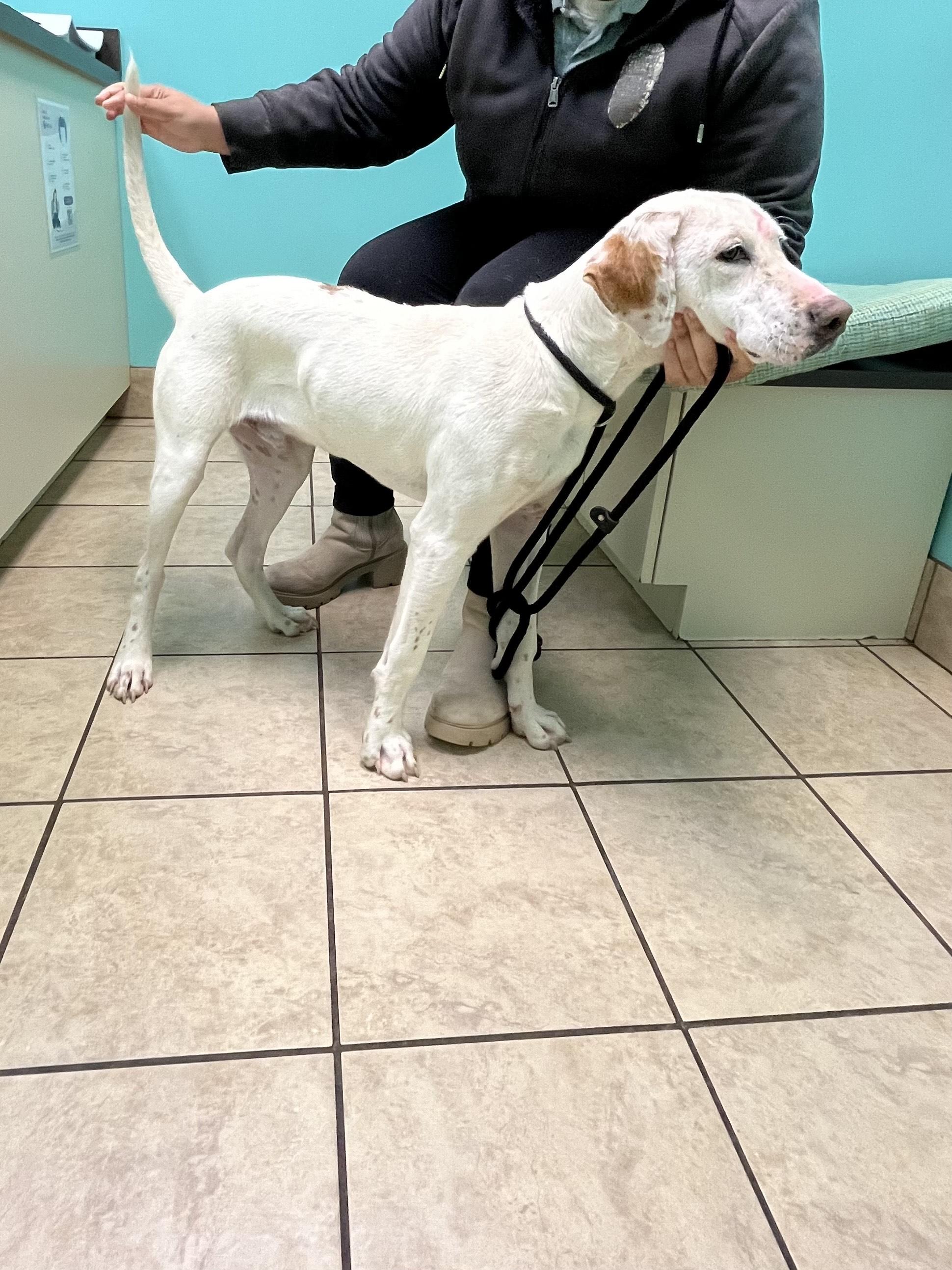 Jellybean, an adopted mixed breed in Blackstone, VA image 3/3