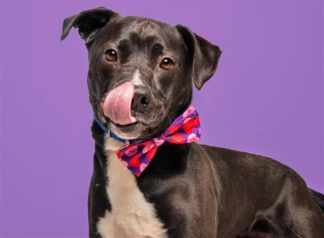Enlarge ROMEO, a Adoptable Labrador Retriever in Saint Louis, MO image 1/1