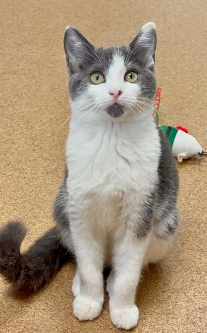 Casserole, Adoptable, Kitten Female Domestic Short Hair & Domestic Short Hair.