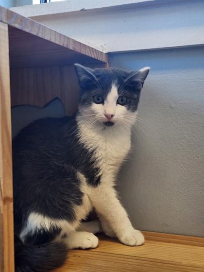 Enlarge Casserole, a Adoptable mixed breed in Cumming, GA image 2/2