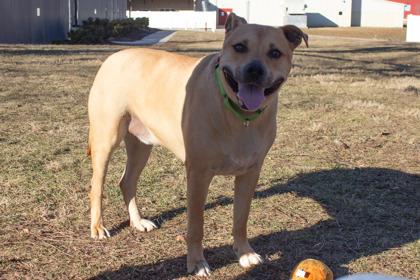 Chance, Adoptable, Adult Male Black Mouth Cur & Mixed Breed.