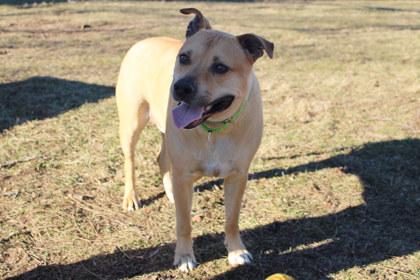 Enlarge Chance, a Adoptable mixed breed in Kansas City, MO image 3/3