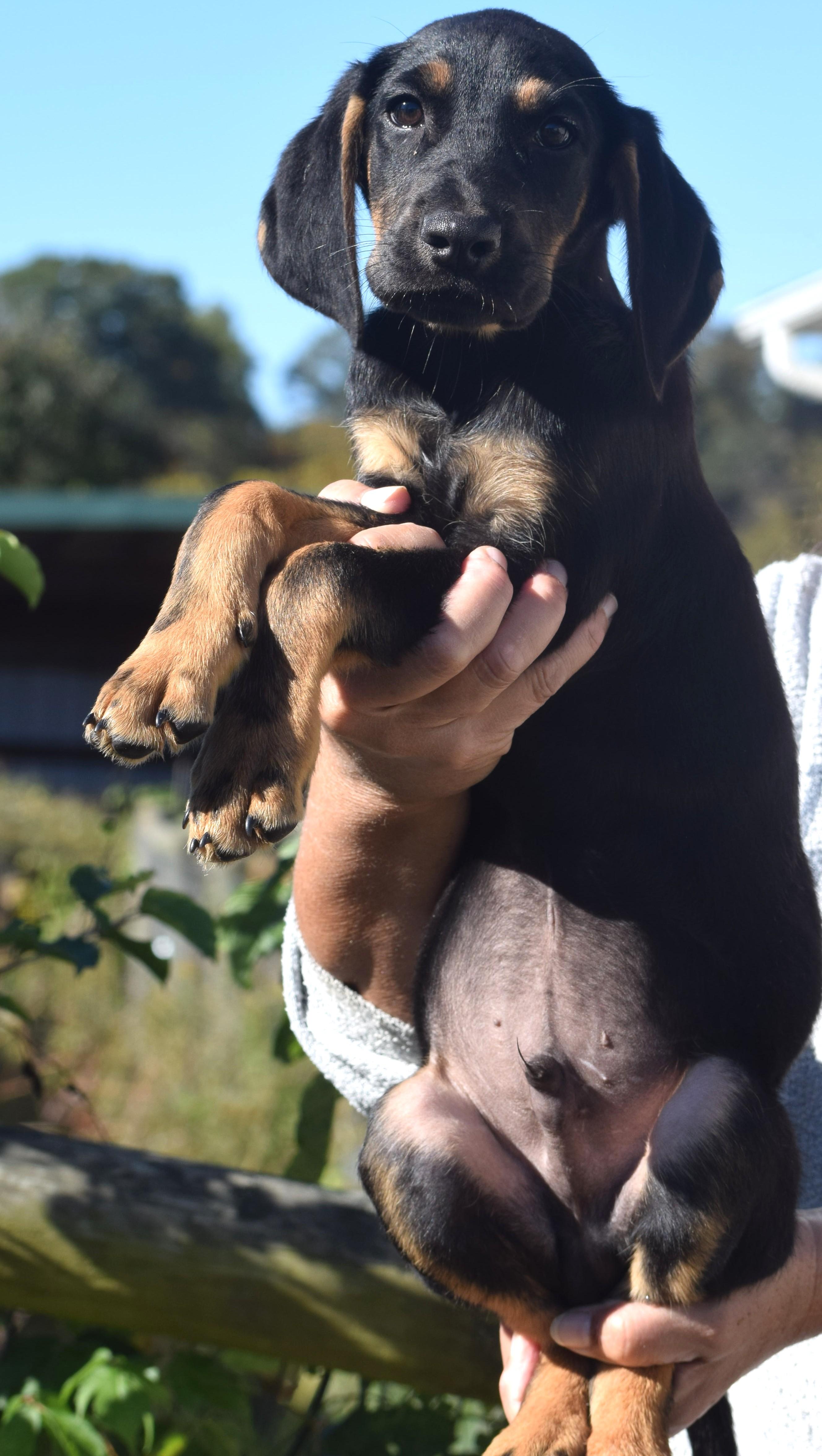 Enlarge Ollie-Available www.lhar.dog to apply, a Adoptable mixed breed in Frederick, MD image 4/5