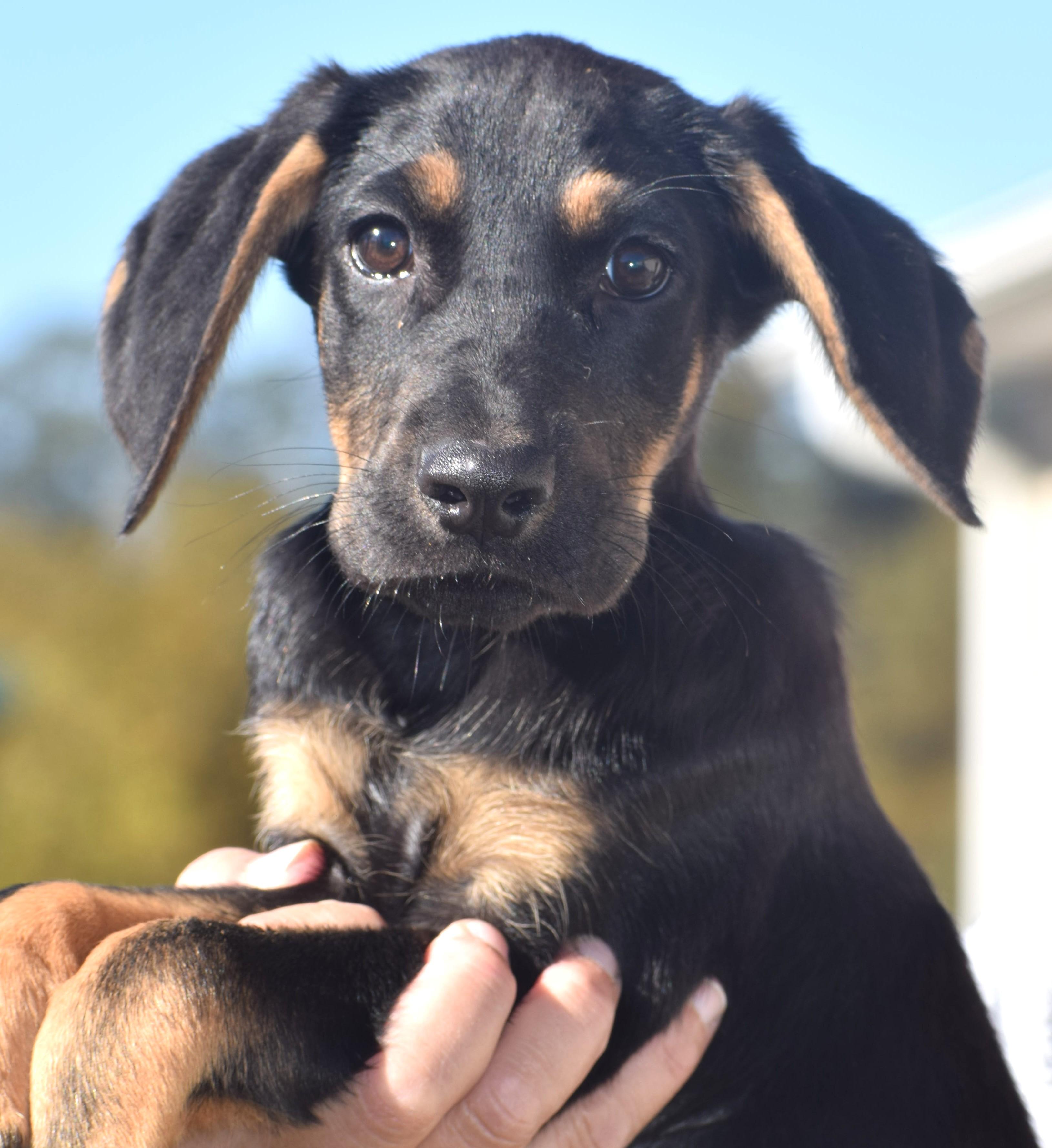 Enlarge Ollie-Available www.lhar.dog to apply, a Adoptable mixed breed in Frederick, MD image 3/5