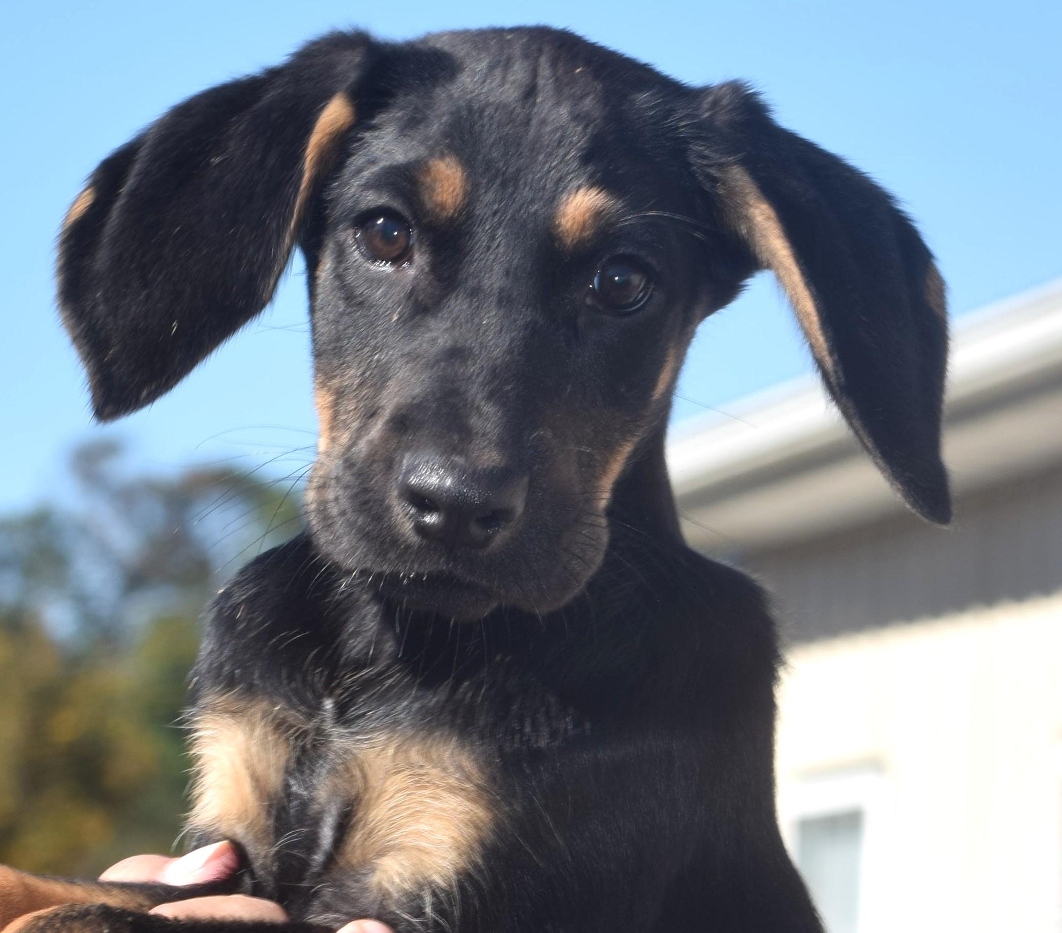 Enlarge Ollie-Available www.lhar.dog to apply, a Adoptable mixed breed in Frederick, MD image 1/5