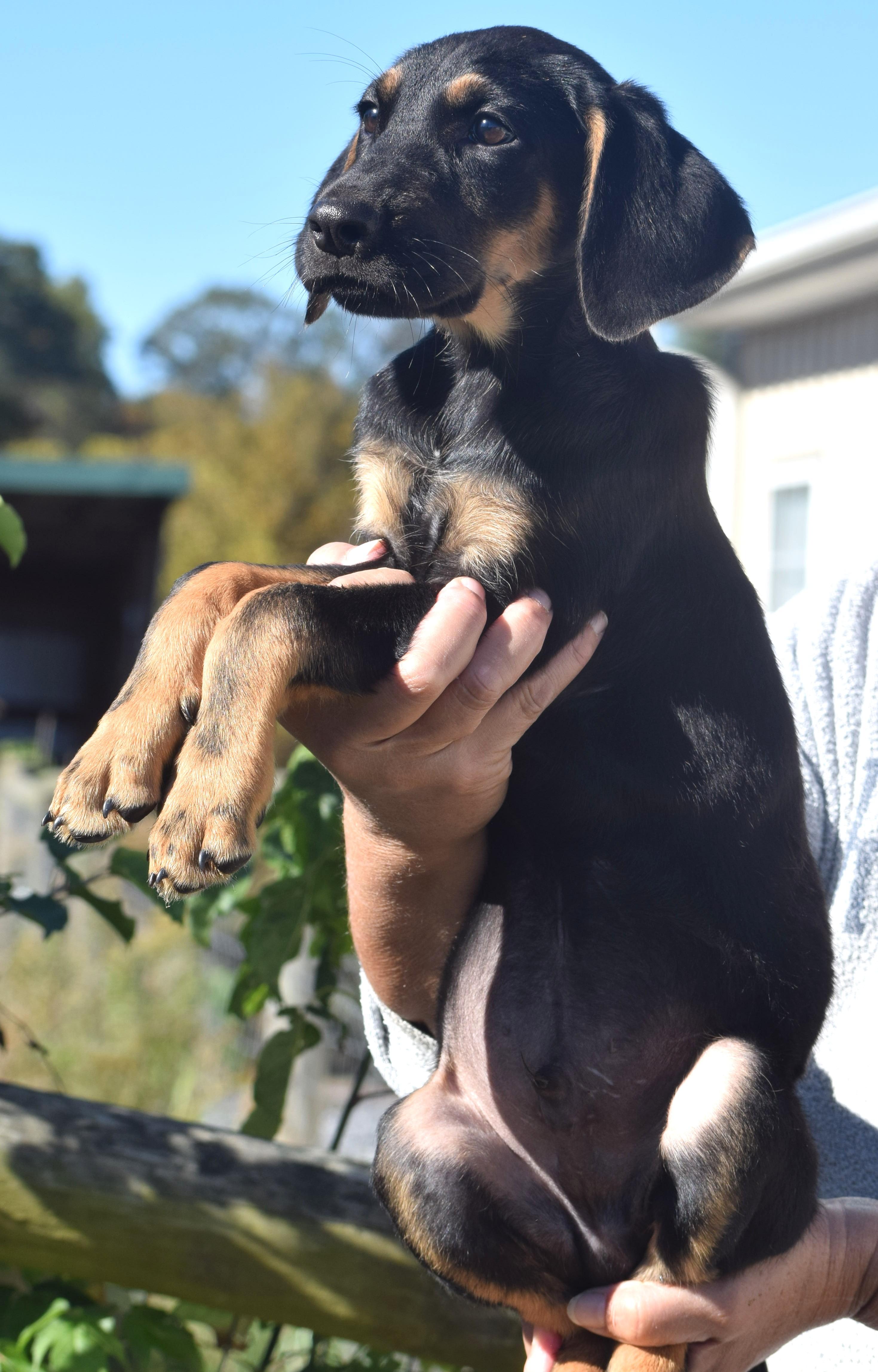 Enlarge Ollie-Available www.lhar.dog to apply, a Adoptable mixed breed in Frederick, MD image 2/5