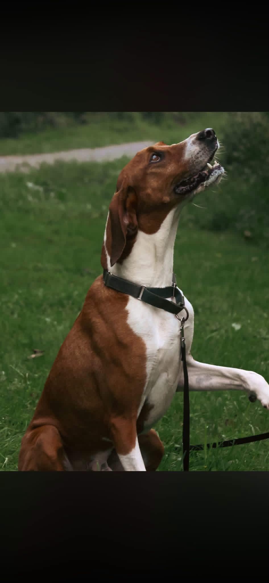 Enlarge Clifford, a Adoptable Treeing Walker Coonhound in Salem, WV image 1/2