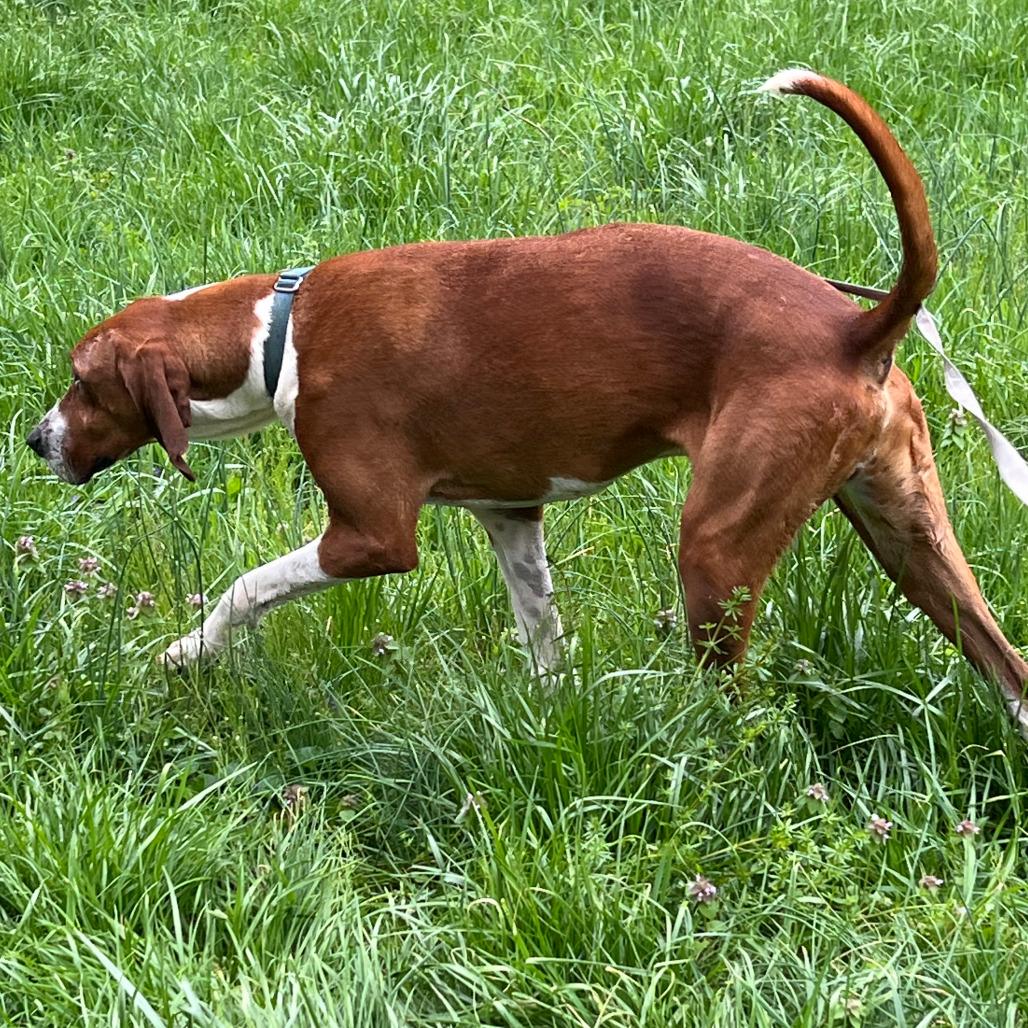 Clifford, Adoptable, Adult Male Treeing Walker Coonhound.