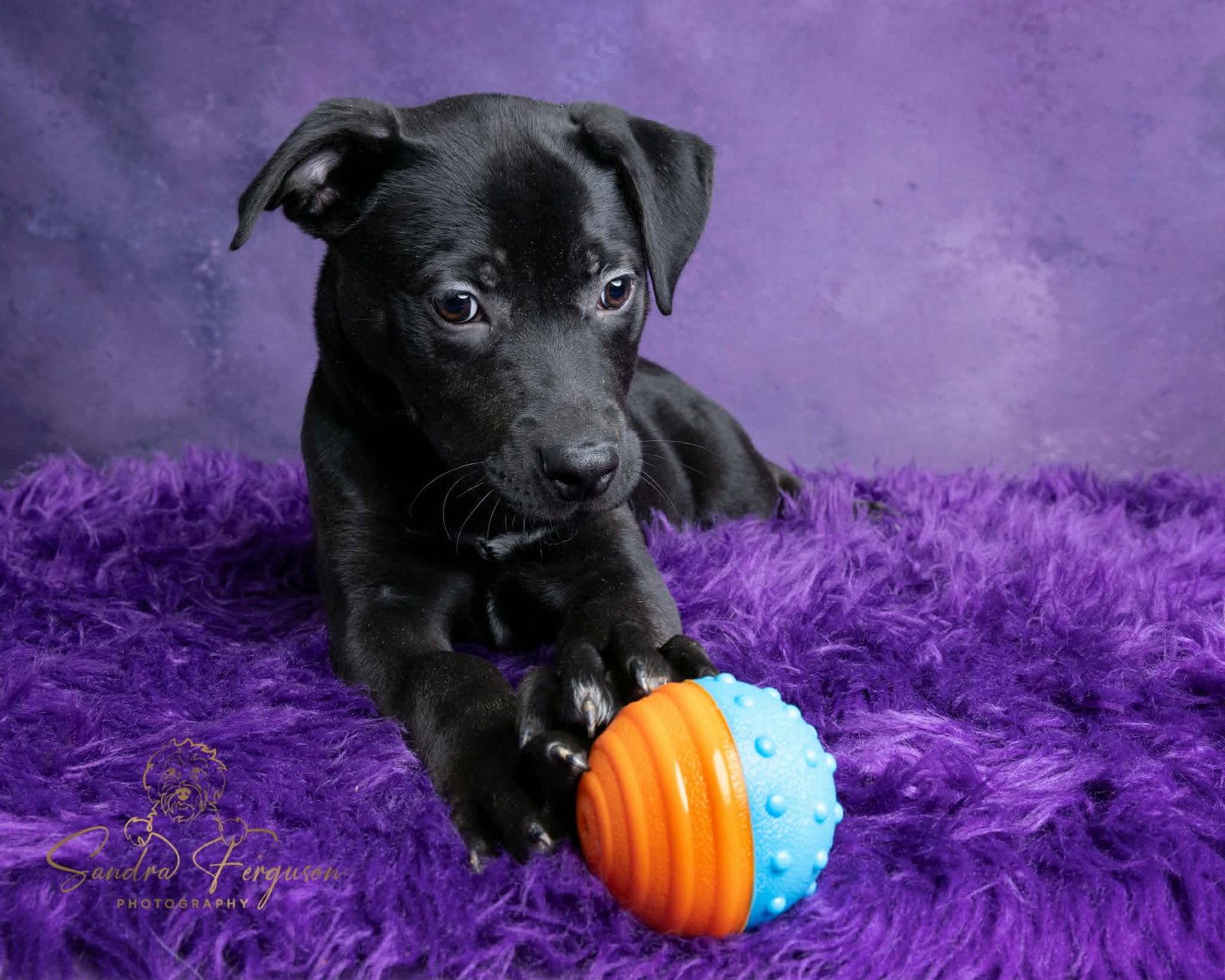 Slightly, Adopted, Young Male Catahoula Leopard Dog & American Bulldog.