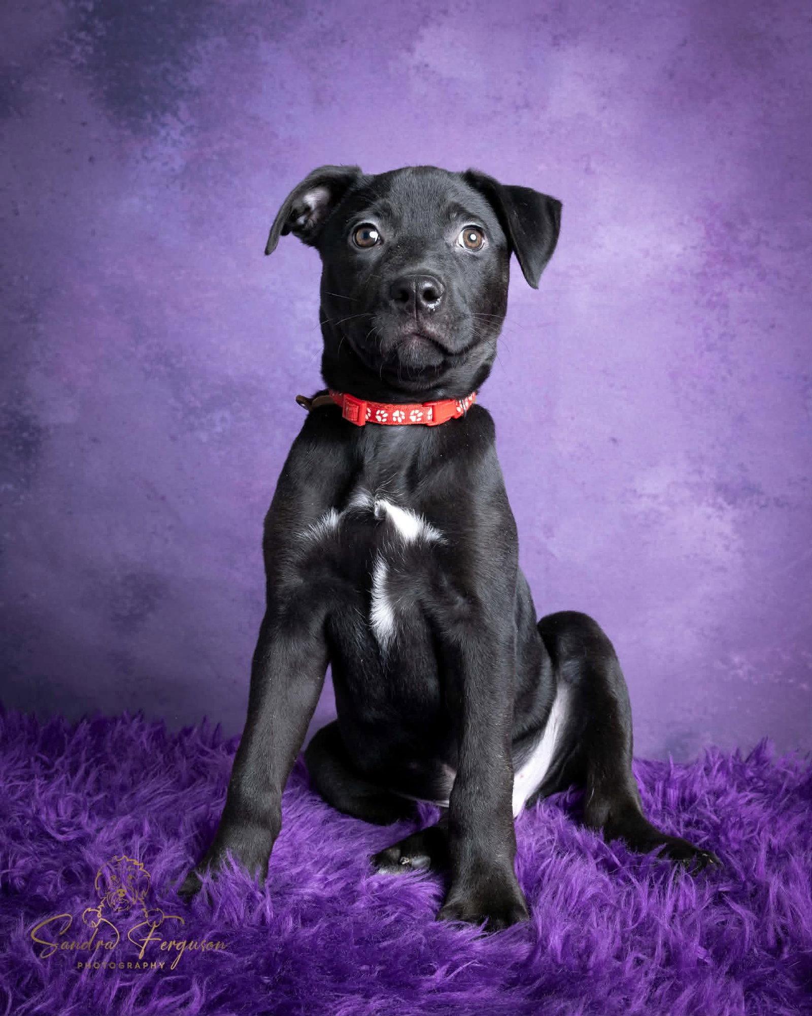 Enlarge Slightly, a Adopted mixed breed in Munford, TN image 2/3