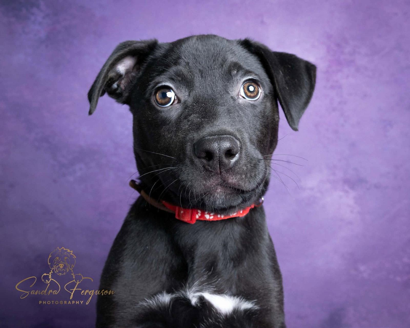 Enlarge Slightly, a Adopted mixed breed in Munford, TN image 3/3