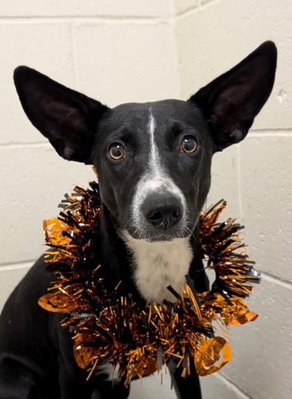 Spooky, Adoptable, Adult Female Terrier & Mixed Breed.