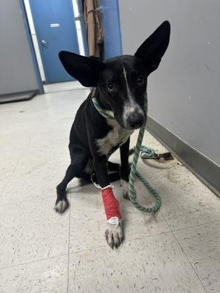 Enlarge Spooky, a Adoptable mixed breed in Gulfport, MS image 2/2