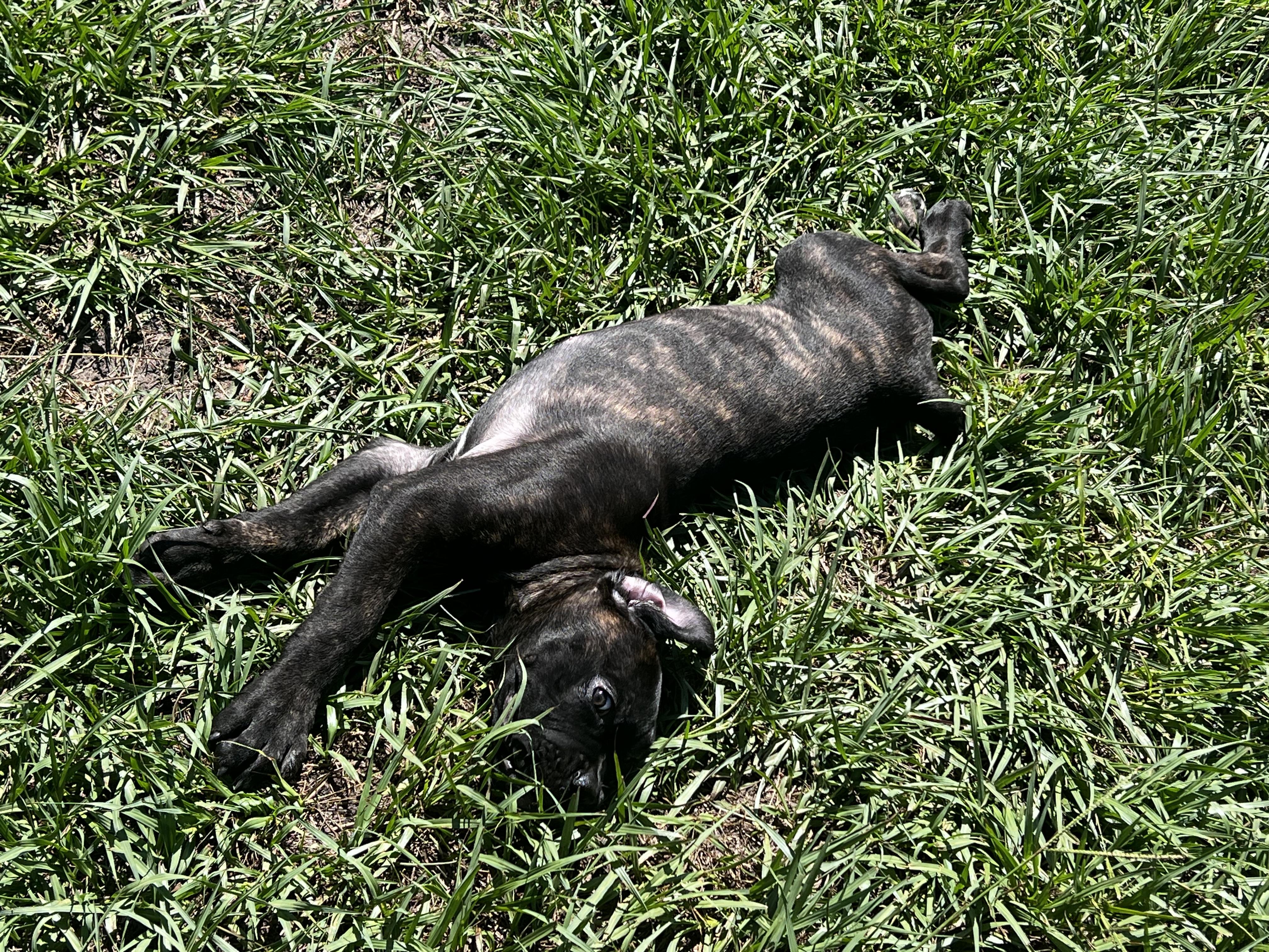 Enlarge Roux, a Adopted mixed breed in Palm Coast, FL image 4/6