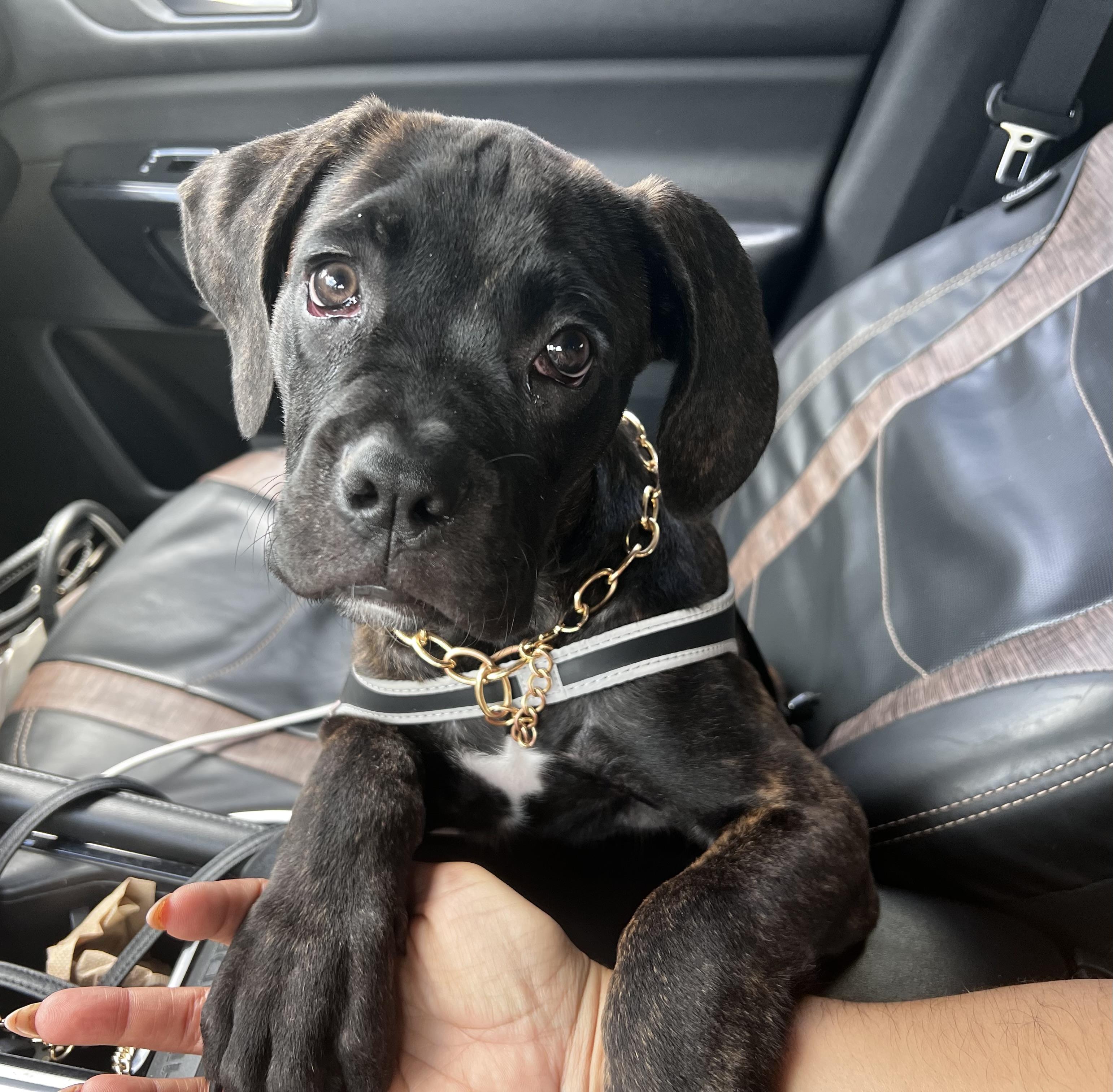 Enlarge Roux, a Adopted mixed breed in Palm Coast, FL image 1/6