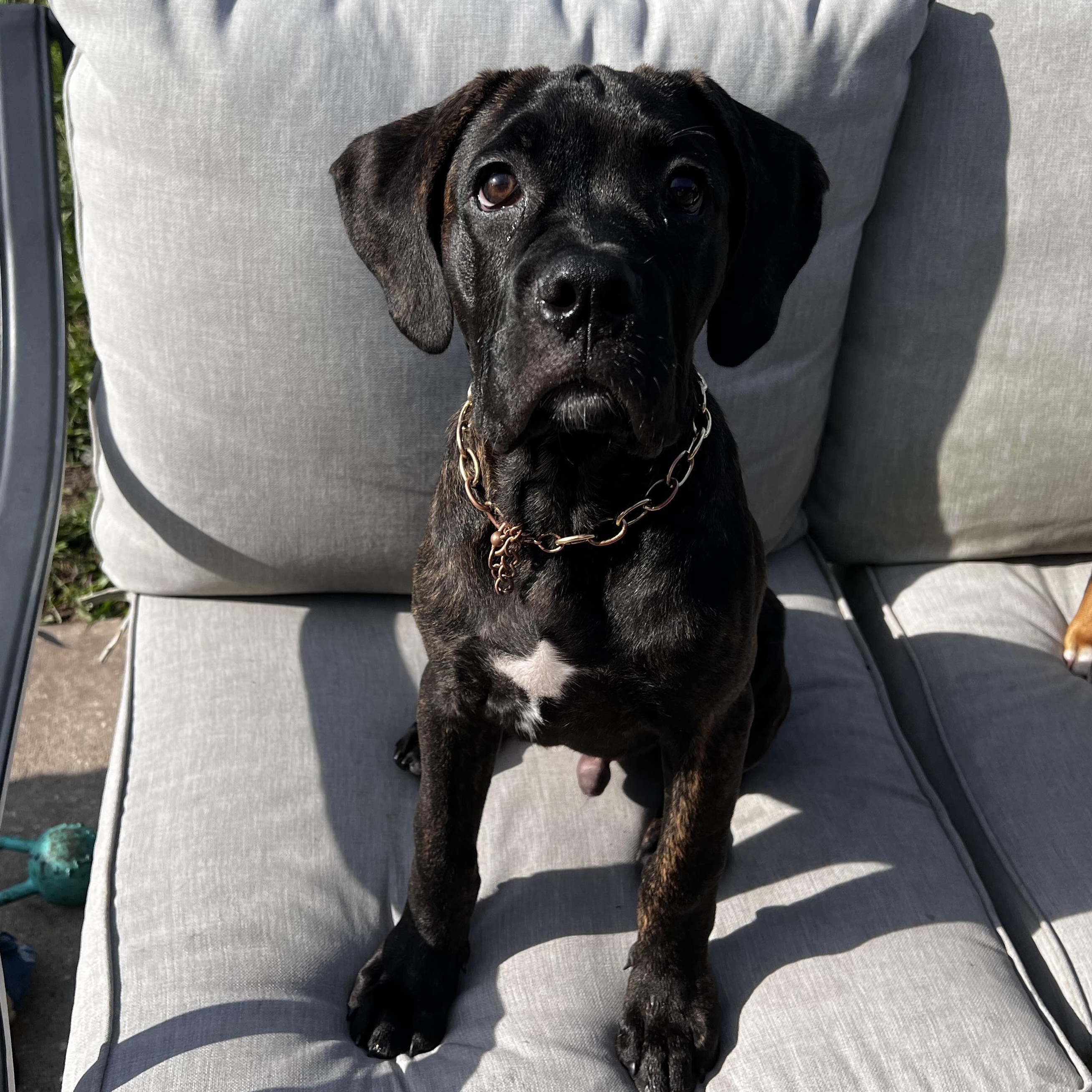 Enlarge Roux, a Adopted mixed breed in Palm Coast, FL image 3/6